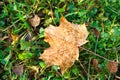 Dry autumn wet maple leaf on the green grass Royalty Free Stock Photo