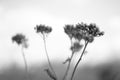 Dry autumn wild flowers grow in the field, bw photo Royalty Free Stock Photo