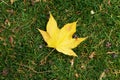 Autumn yellow maple leaf on green grass Royalty Free Stock Photo