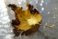 Dry autumnal yellow hawthorn leaf with brown ends on sunny glass table