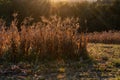 Dry backlit maize plants in maize field, cornfield in autumn with lens flare
