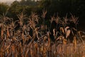 Dry backlit maize plants, leaves and inflorescence called tassel, in maize field, cornfield in autumn