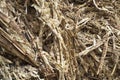 The dry bagasse accumulates.The sugar cane is completely squeezed of the nectar, leaving only residue and fibers. Sugar cane