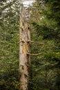 A dry bald stump of a large spruce after falling in the forest Royalty Free Stock Photo