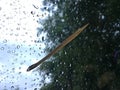 Dry bamboo leaf and raindrop on window glass with blurred of dark big tree and cloudy sky in rainy season. Royalty Free Stock Photo