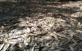 dry bamboo leafs on earth surface playing with light,dry leafs, Royalty Free Stock Photo