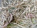 dry bamboo leaves falling on the side of the road 04 Royalty Free Stock Photo