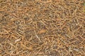 Dry bamboo leaves turning brown texture on ground.