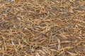 Dry bamboo leaves turning brown texture on ground.