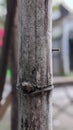 dry bamboo poles with nails stuck