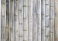 Dry Bamboo stems sticks isolate set on white background Royalty Free Stock Photo