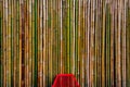 Dry bamboo tree fence wall background Royalty Free Stock Photo