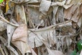 Dry banana leaves for background. Royalty Free Stock Photo