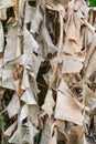 Dry banana leaves for background Royalty Free Stock Photo