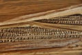 Dry banana stem skin texture, some of the outer skin has peeled off