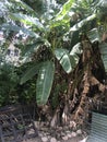 A dry banana tree in the backyard of a house