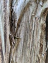 Dry banana tree surface