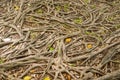 Dry banyan roots