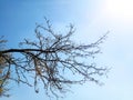 Dry bare branches without leaf of old tree against blue sky. Leafless tree branches. Bottom view. Royalty Free Stock Photo