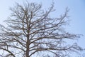 Dry bare branches of old tree against blue sky background. Stock photography. Royalty Free Stock Photo