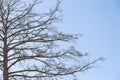 Dry bare branches of old tree against blue sky background. Stock photography. Royalty Free Stock Photo