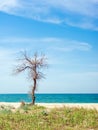 Dry bare tree grows on the sea beach in summer Royalty Free Stock Photo