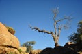 Dry bare tree in the rocks against the blue sky Royalty Free Stock Photo