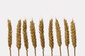 Dry barley ears isolated on white background Royalty Free Stock Photo