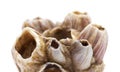 Dry barnacles shells