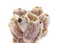 Dry barnacles shells