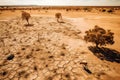 a dry and barren land