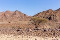 Dry, barren landscape of Hajar Mountains in United Arab Emirates with single acacia tree