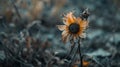 A Dry and Barren Landscape with a Withered Flower