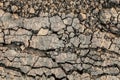 Dry Barren Scorched Soil Cracked Fragmented Rough Desolate Grunge Surface Royalty Free Stock Photo
