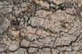 Dry Barren Scorched Soil Cracked Rough Desolate Grunge Surface Royalty Free Stock Photo