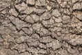Dry Barren Scorched Soil Cracked Rough Desolate Grunge Surface Royalty Free Stock Photo