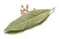 Dry bay leaf Royalty Free Stock Photo