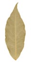Dry bay leaf leaf on isolated background Royalty Free Stock Photo