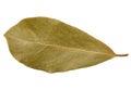 Dry bay leaf leaf on isolated background, spice Royalty Free Stock Photo