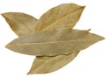 Dry bay leaf on isolated background, spice Royalty Free Stock Photo