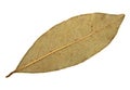 Dry bay leaf isolated on white background Royalty Free Stock Photo
