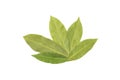 Dry bay leaf isolated on white background Royalty Free Stock Photo