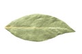 Dry bay leaf isolated on a white background. Green bay leaf. Aroma ingredient. Natural healthy food and diet Royalty Free Stock Photo