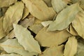 Dry bay leaf on a white background