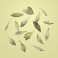 Dry bay leaves falling on pale goldenrod background