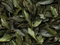 Dry Bay Leaves Pattern, Laurel Leaf Texture, Natural Spicy Bayleaf Background, Fragrant Ingredient Royalty Free Stock Photo