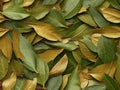 Dry Bay Leaves Pattern, Laurel Leaf Texture, Natural Spicy Bayleaf Background, Fragrant Ingredient