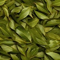 Dry Bay Leaves Pattern, Laurel Leaf Texture, Natural Spicy Bayleaf Background, Fragrant Ingredient Royalty Free Stock Photo