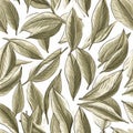 Dry Bay Leaves Pattern, Laurel Leaf Texture, Natural Spicy Bayleaf Background, Fragrant Ingredient Royalty Free Stock Photo