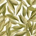 Dry Bay Leaves Pattern, Laurel Leaf Texture, Natural Spicy Bayleaf Background, Fragrant Ingredient Royalty Free Stock Photo